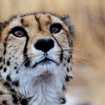 Ghepardo Namibia (riserva privata)
