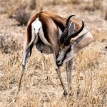 Springbok (Antidorcas marsupialis) Namibia