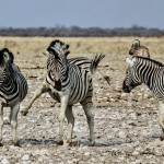 Zebre  Namiba nel parco Etosha